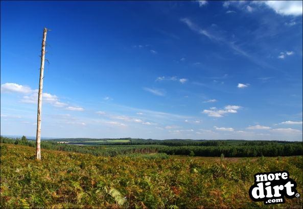 Follow the Dog Trail - Cannock Chase