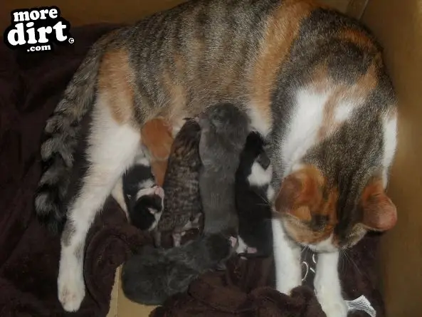 Tiger-Lilly gave birth to 7 beautiful kittens on D