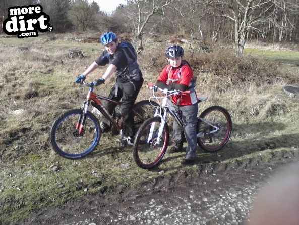 Follow the Dog Trail - Cannock Chase