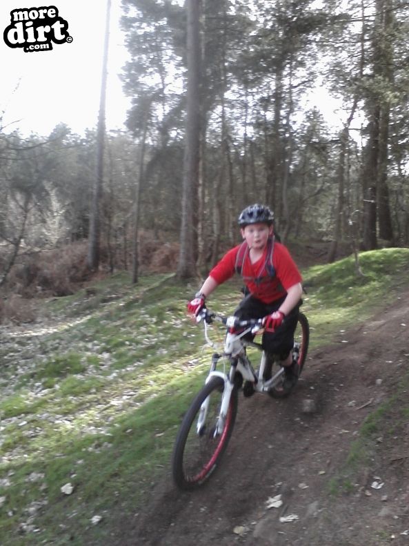 Follow the Dog Trail - Cannock Chase