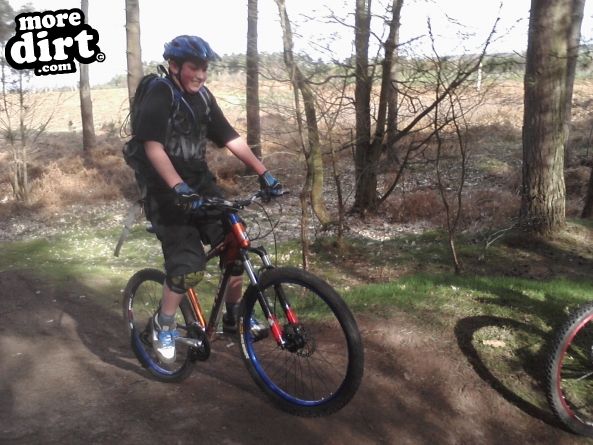 Follow the Dog Trail - Cannock Chase