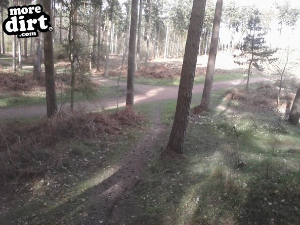 Follow the Dog Trail - Cannock Chase
