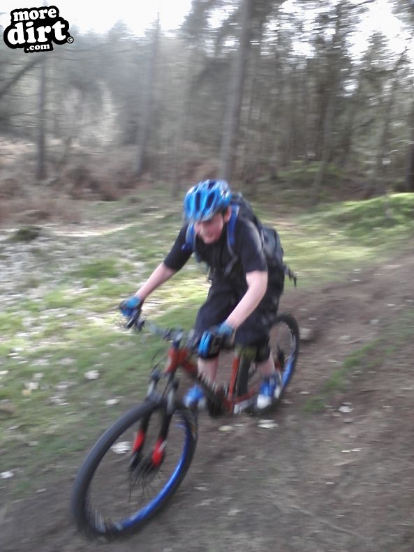 Follow the Dog Trail - Cannock Chase