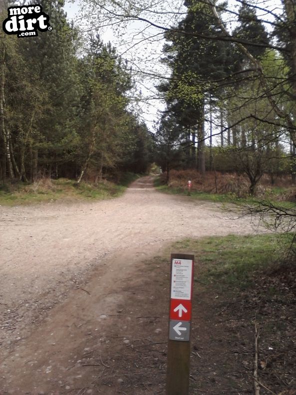 Monkey Trail - Cannock Chase
