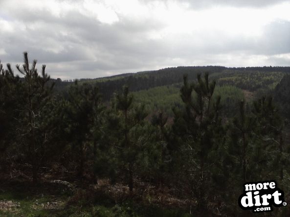 Monkey Trail - Cannock Chase