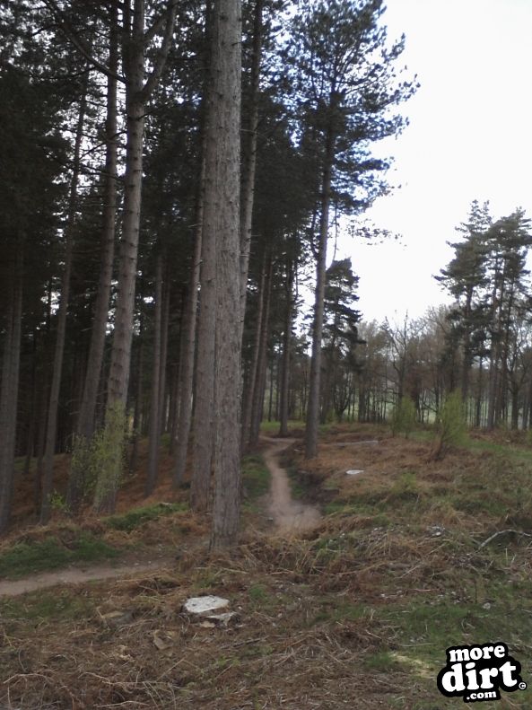 Monkey Trail - Cannock Chase