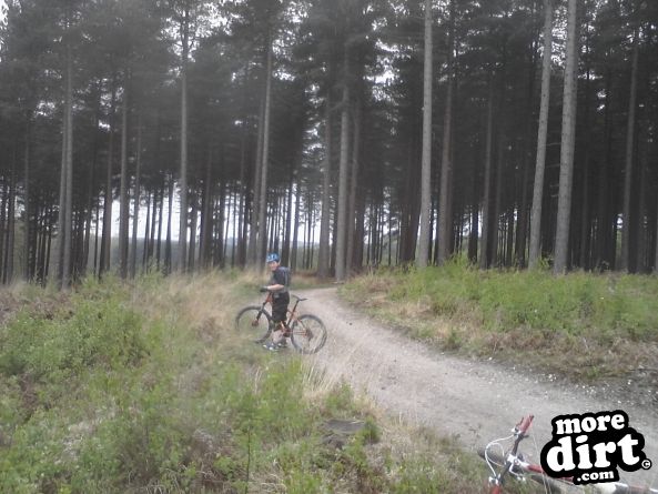 Follow the Dog Trail - Cannock Chase