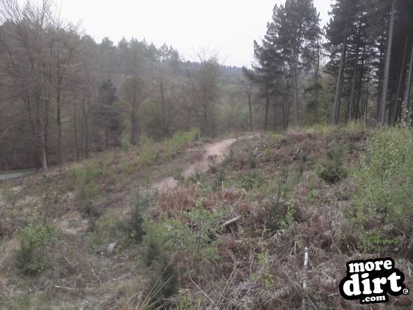 Follow the Dog Trail - Cannock Chase