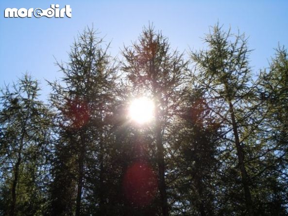 Mabie Forest - Skills Area