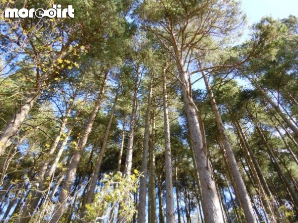 Mabie Forest - Skills Area