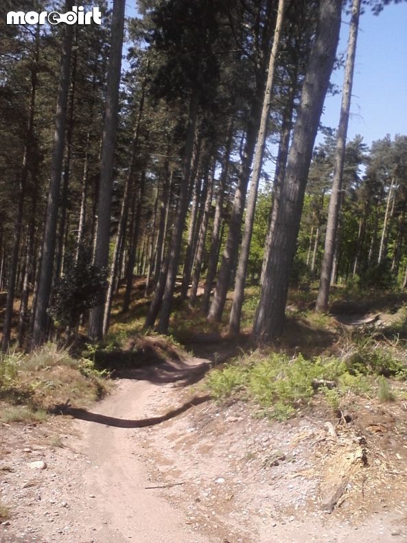 Monkey Trail - Cannock Chase