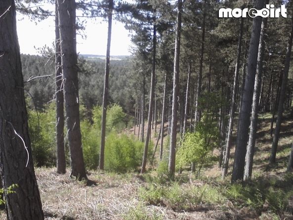 Monkey Trail - Cannock Chase