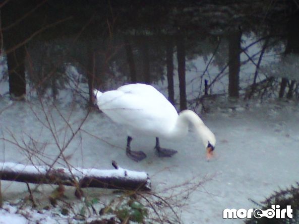 Delamere Forest Mountain Bike Trails