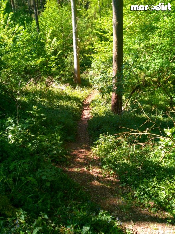 Scar Tree Mountain Bike Trail - Wakerley Great Wood