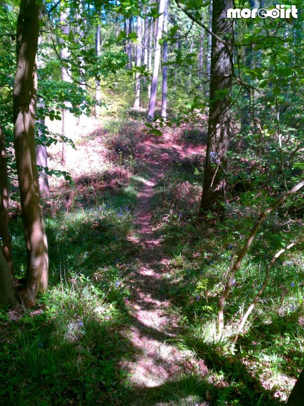 Scar Tree Mountain Bike Trail - Wakerley Great Wood