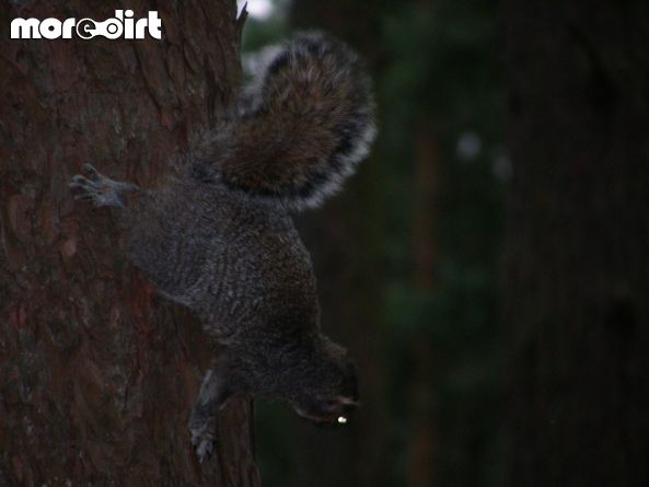 Chicksands Bike Park