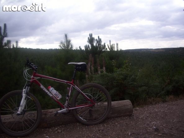 Follow the Dog Trail - Cannock Chase