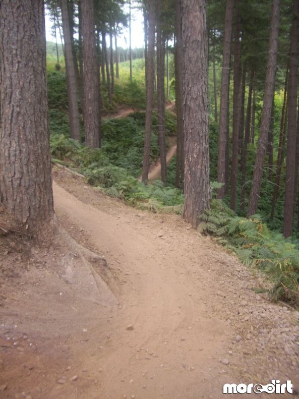 Monkey Trail - Cannock Chase