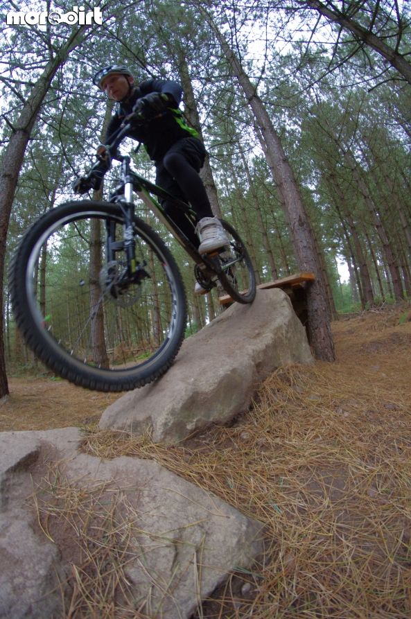 Follow the Dog Trail - Cannock Chase