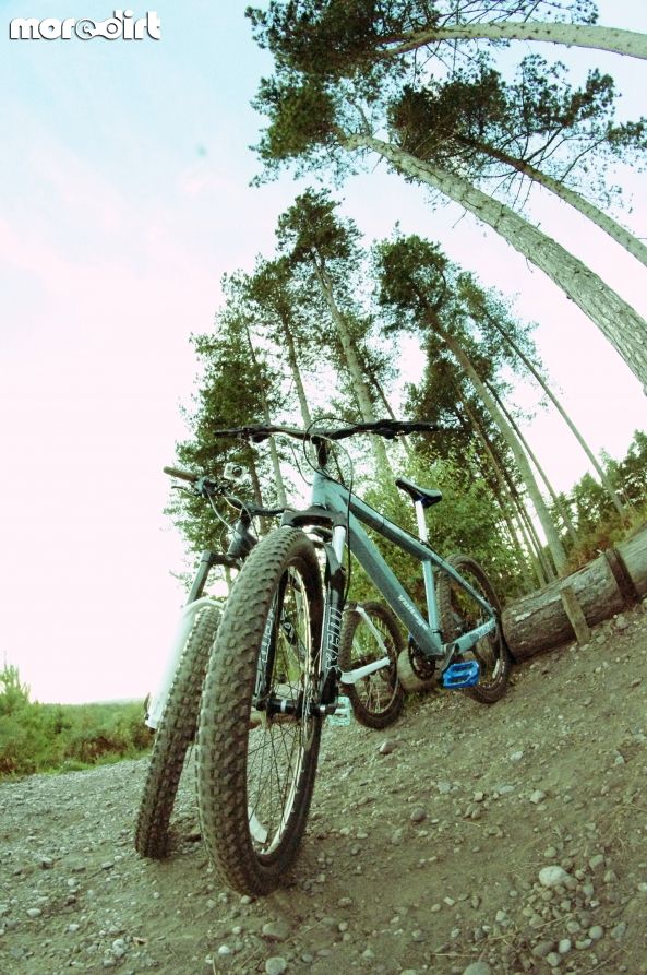 Follow the Dog Trail - Cannock Chase