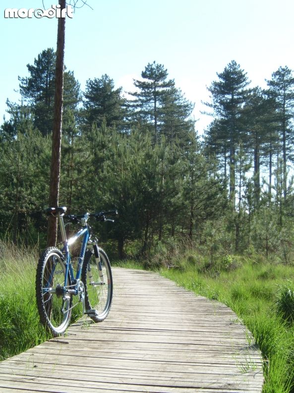 Moors Valley Country Park