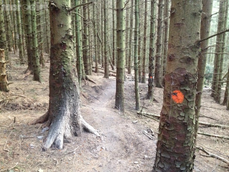 Gisburn Forest Mountain Bike Trails