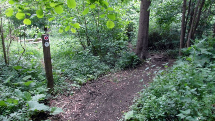 Scar Tree Mountain Bike Trail - Wakerley Great Wood