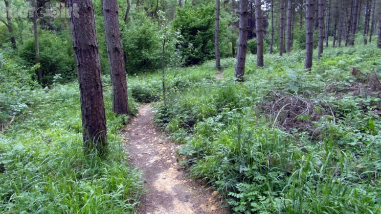 Scar Tree Mountain Bike Trail - Wakerley Great Wood