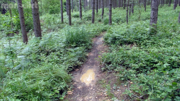 Scar Tree Mountain Bike Trail - Wakerley Great Wood