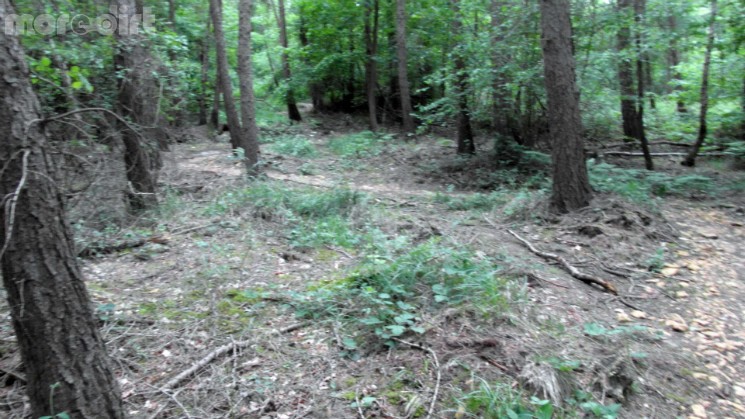 Scar Tree Mountain Bike Trail - Wakerley Great Wood