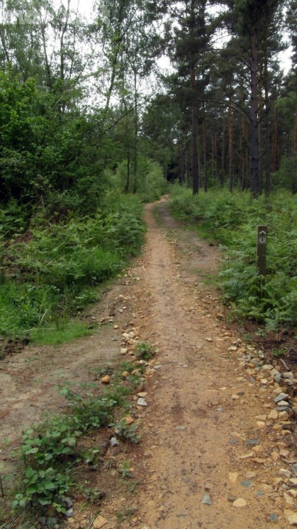 Scar Tree Mountain Bike Trail - Wakerley Great Wood