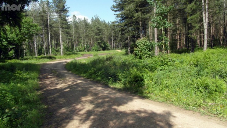 Scar Tree Mountain Bike Trail - Wakerley Great Wood