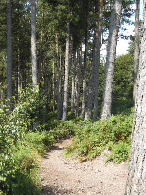 The Monkey Trail (Cannock)