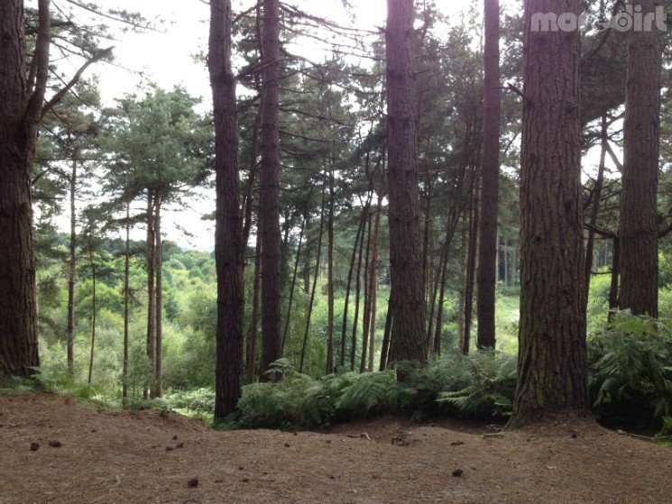 Delamere Forest Mountain Bike Trails