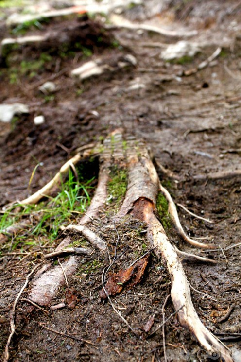 UCI World Cup XCO 6 / XCE 5 / DHI 5 - Hafjell - Gallery