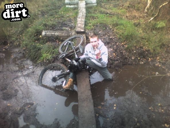 Follow the Dog Trail - Cannock Chase
