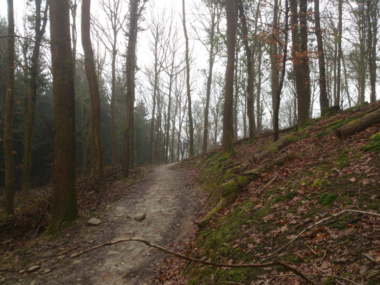 Verderers' Trail - Forest of Dean