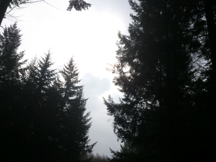 Verderers' Trail - Forest of Dean