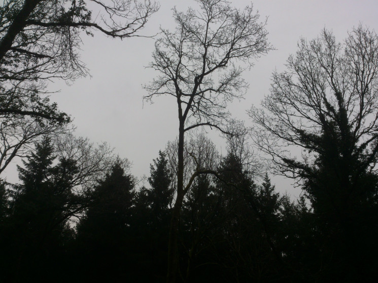 Verderers' Trail - Forest of Dean