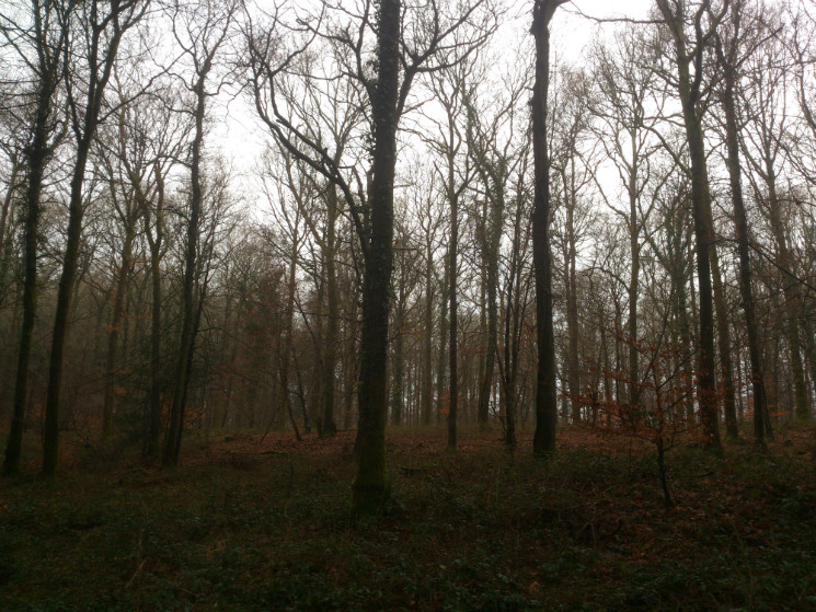 Verderers' Trail - Forest of Dean