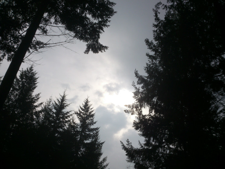 Verderers' Trail - Forest of Dean