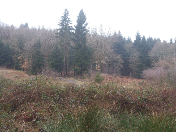 Verderers' Trail - Forest of Dean