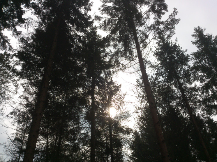 Verderers' Trail - Forest of Dean