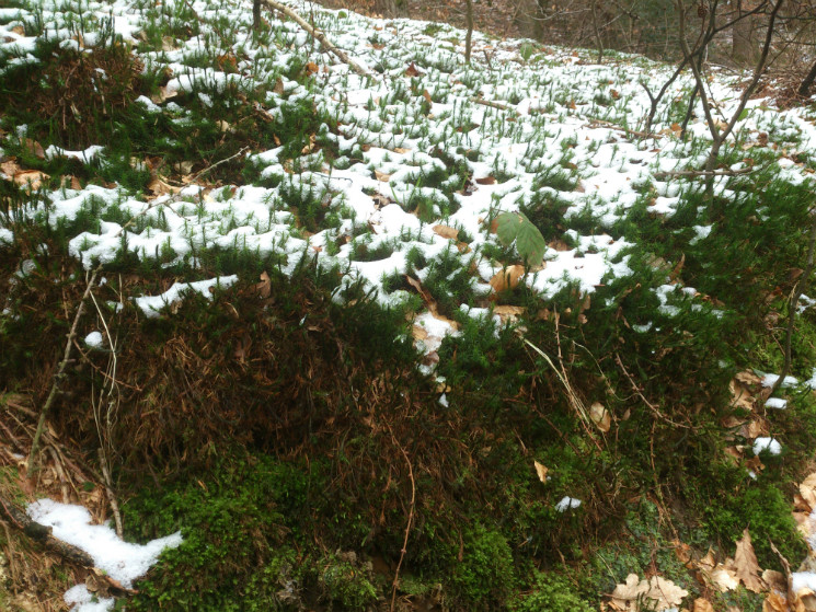 Twrch Trail - Cwmcarn
