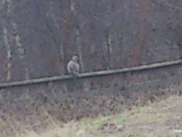 Twrch Trail - Cwmcarn