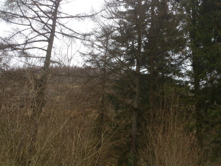 The Wall Trail - Afan Forest