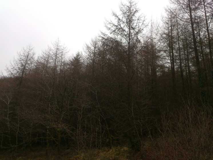 The Wall Trail - Afan Forest