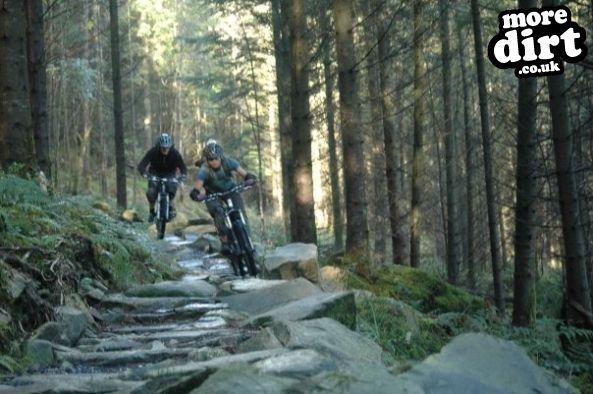 Tarw Trail - Coed-y-Brenin