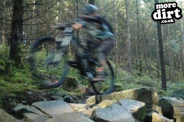 Tarw Trail - Coed-y-Brenin