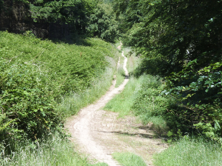 Hopton Woods 6/7/2013